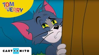 Tom și Jerry  Ouă la micul dejun  Cartoonito [upl. by Lednew876]