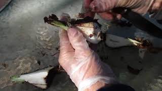 How to Save a Rotten Amaryllis Hippeastrum Bulb [upl. by Assilev788]