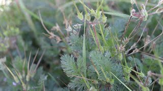 REDSTEM FILAREE Erodium cicutarium [upl. by Eniotna]