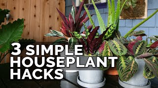 3 Simple Houseplant Care Tips to Keep Your Plants Healthy [upl. by Boyce862]