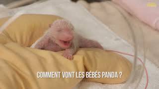 J4  Comment vont les bébés panda [upl. by Veda]