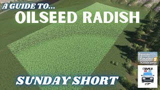 A Guide to Oilseed Radish in Farming Simulator 19 [upl. by Treulich]