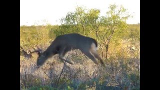 Caceria de Venado 11 puntas con Arco [upl. by Ku]