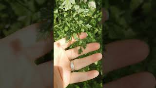 Hemlock Water Dropwort Poisonous plant identification video 1 [upl. by Leta]