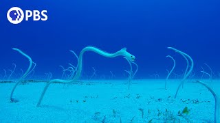 PeekABoo with Hawaiian Garden Eels [upl. by Larrabee]