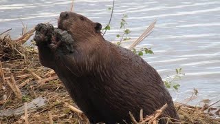 Beavers Engineers of the Ecosystem [upl. by Einapets831]