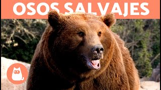 Tipos de Osos SALVAJES 🐻 [upl. by Cassandry]