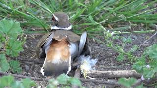 Information on the Killdeer [upl. by Ayikin56]