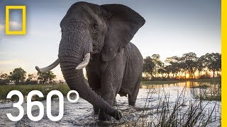 Elephant Encounter in 360  Ep 2  The Okavango Experience [upl. by Nodnelg238]