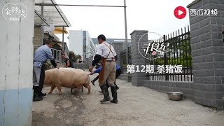 Killing pigs in Chinas rural areas [upl. by Ahseen64]