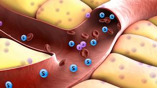 How insulin works [upl. by Anirba]