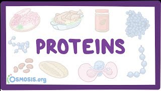 Proteins [upl. by Ecnedac395]