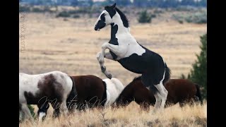 Wild Horses  Mustangs of Oregon [upl. by Thomasina934]