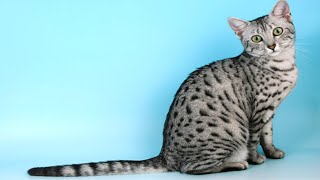 Egyptian Mau Cat [upl. by Reynold616]