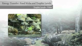 Trophic Levels [upl. by Blau]