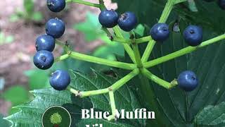 Blue Muffin Viburnum [upl. by Lizned]