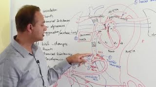 Fetal Circulation  Embryology [upl. by Enatan]