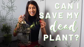 I SAVED MY DEAD JASMINE PLANT  How to Revive a Dry House Plant [upl. by Enyehc731]