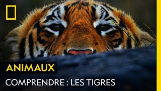 COMPRENDRE  Les tigres [upl. by Jurkoic]