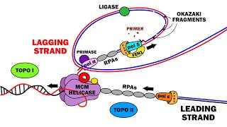 DNA REPLICATION 23  ELONGATION [upl. by Robinet]