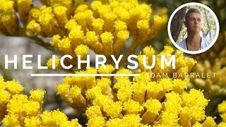 Helichrysum  The Oil of the Wounded Healer [upl. by Cul]