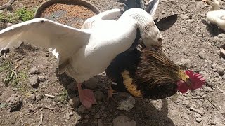 brutal goose fighting rooster [upl. by Otero]