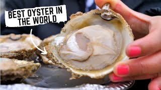 Journey of the BLUFF OYSTER from ocean floor to plate  New Zealand Food Tour [upl. by Allecsirp]