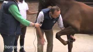 How to do a flexion test on a horse [upl. by Cadal]