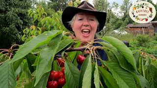 Raintree Nurserys Cherry Growing Guide [upl. by Nnoryt664]