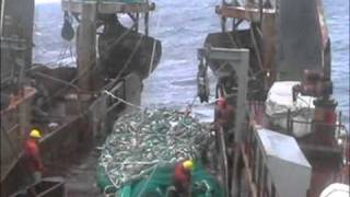 Cod Fishing off Newfoundland 2004 [upl. by Dyke]