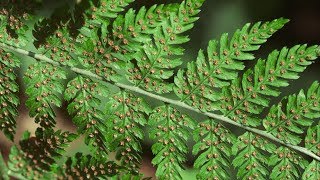 spiny wood fern  Dryopteris expansa Identification and characteristics [upl. by Trebuh]