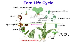 Ferns The Emergence of Roots and Stems [upl. by Osmund]