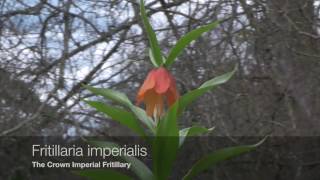 Fritillaria species and Varieties [upl. by Zsuedat]