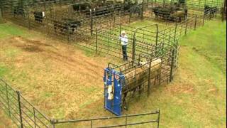 Priefert Small Cattle Working Systems [upl. by Farrel42]