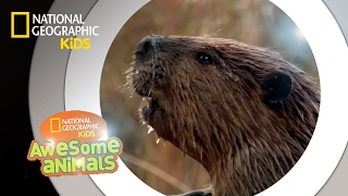 American Beaver  Awesome Animals [upl. by Mandelbaum401]