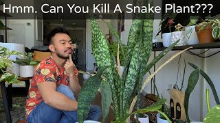 How to Care and Propagate Snake Plants  Sansevieria Whale Fin [upl. by Idoj]