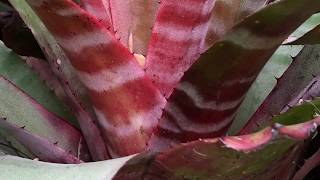 Bromeliad AECHMEA [upl. by Bomke]