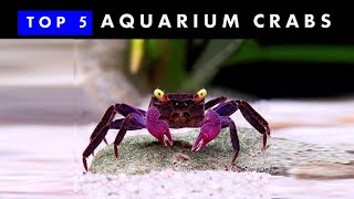 TOP 5 Aquarium Crabs  Knowing amp Caring [upl. by Eidur338]