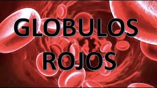 GLOBULOS ROJOS [upl. by Evvie]