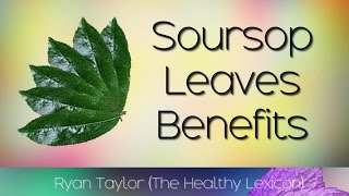 Soursop Leaves Benefits and Uses Graviola [upl. by Crocker858]