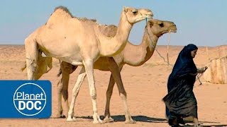 The Greatest Desert  Nomads of the Sahara [upl. by Enined450]