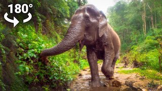 Experience Elephants UP CLOSE in VR180 [upl. by Anissej]