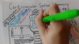 Cardiovascular System  Summary [upl. by Halet]