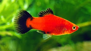 Platy Fish Care Guide Amazing Beginner Fish [upl. by Eliezer]