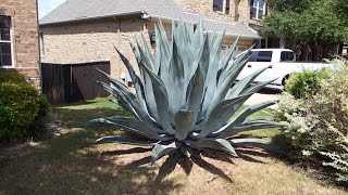 How to care for an agave plant and help it grow huge [upl. by Birkle701]