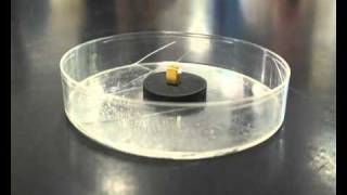 Superconductor Meissner effect [upl. by Peppard]