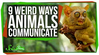 9 Weird Ways Animals Communicate [upl. by Adnoraj]