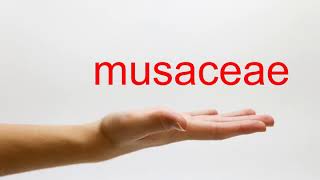 How to Pronounce musaceae  American English [upl. by Hueston]