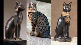 Ancient Egyptian cats [upl. by Maclay346]