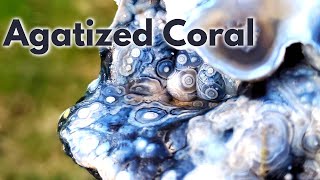 Cutting AGATIZED CORAL Fossils  Botryoidal Agate Geodes  Lapidary [upl. by Attekahs]